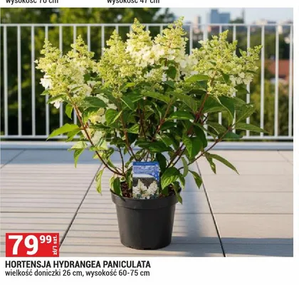 Hortensja Hydrangea Paniculata promocja w Merkury Market