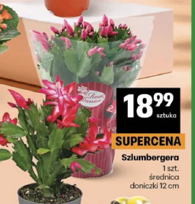 Szlumbergera promocja w Delikatesy Centrum