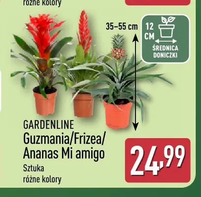 Ananas Mi amigo Gardenline promocja w Aldi