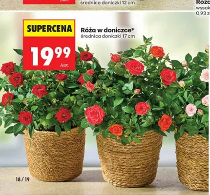 Róża w doniczce promocja w Biedronka