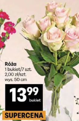Róża wys. 50cm promocja w Delikatesy Centrum