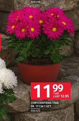 Chryzantema Time śr. 17 cm promocja w Selgros