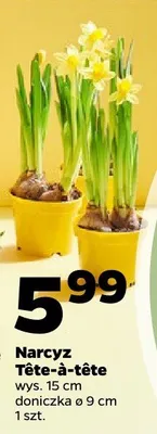 Narcyz Tête-à-tête promocja w Netto