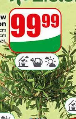 Krzew Calistemon promocja w Dino