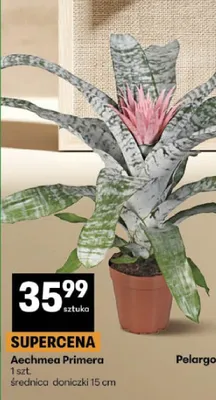 Aechmea Primera średnica doniczki 15cm promocja w Delikatesy Centrum