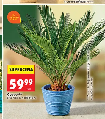 Cycas promocja w Biedronka