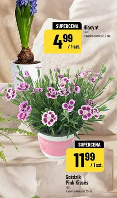 Goździk Pink Kisses promocja w POLOmarket