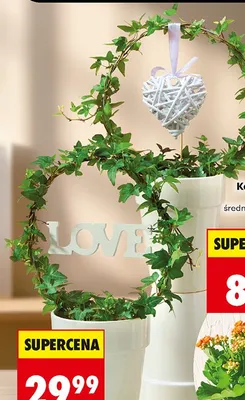 Hedera w ozdobnej doniczc promocja w Biedronka
