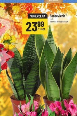 Sansevieria średnica doniczki 12 cm POLOmarket promocja w POLOmarket