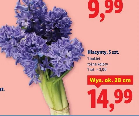 Hiacynty różne kolory promocja w Lidl