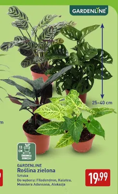 Roślina zielona Alokazja Gardenline promocja w Aldi