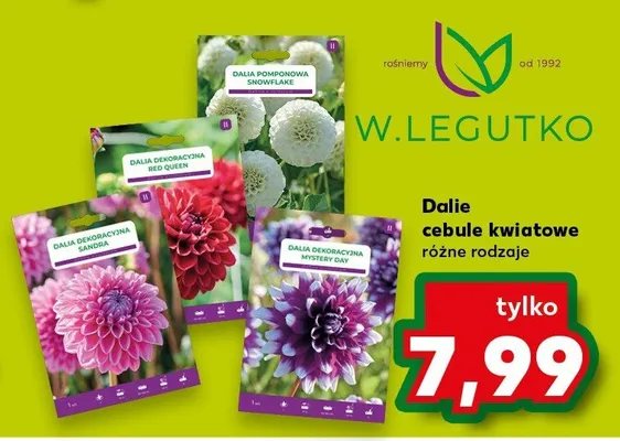Dalie cebule kwiatowe różne rodzaje promocja w Kaufland
