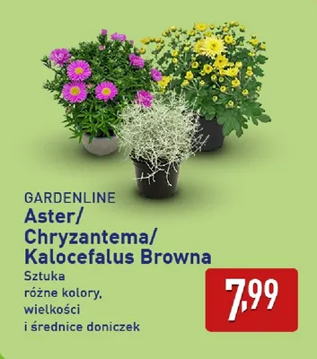 Aster Gardenline promocja w Aldi