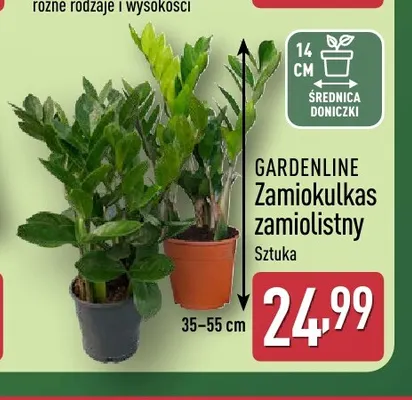 Zamiokulkas zamiolistny Gardenline promocja w Aldi