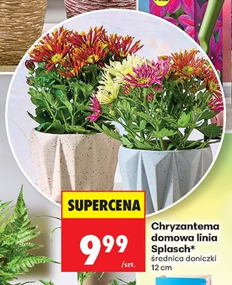 Chryzantema domowa linia Splash średnica doniczki 12cm promocja w Biedronka
