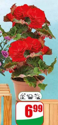 Begonia bulwiasta doniczka 10,5 cm promocja w Dino