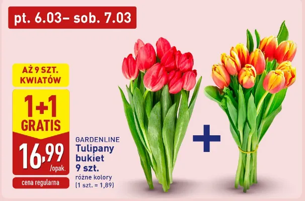 Tulipany bukiet 9 szt. różne kolory promocja w Aldi
