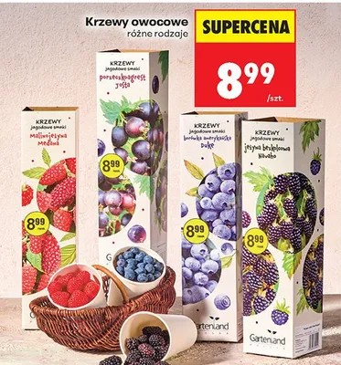 Krzewy owocowe malinowa, różne rodzaje promocja w Biedronka