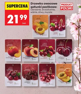 Drzewko owocowe gatunki pestkowe - morele promocja w Biedronka