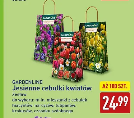 Jesienne cebulki kwiatów Gardenline promocja w Aldi