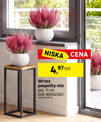 Wrzos pospolity mix promocja w Leroy Merlin