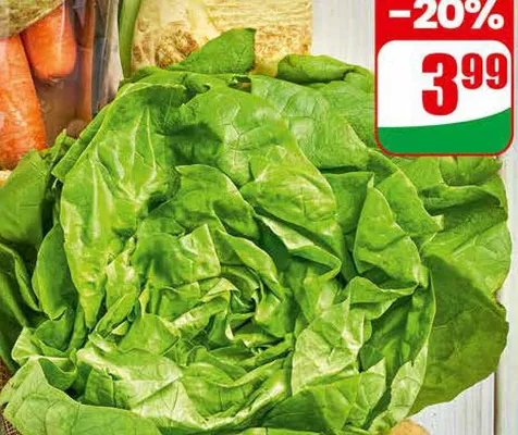 Sałata masłowa promocja w Dino