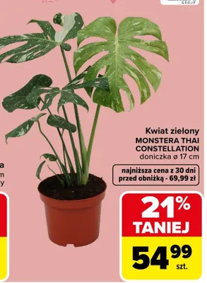 Kwiat zielony Monstera Thai Constellation promocja w Carrefour