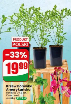 Krzew Borówka Amerykańska promocja w Dino