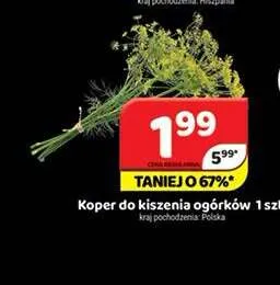 Koper do kiszenia ogórków promocja w Delfin