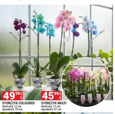 Storczyk Coloured doniczka 12 cm wysokość 70 cm promocja w Merkury Market