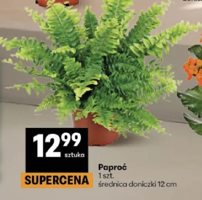 Paproć promocja w Delikatesy Centrum