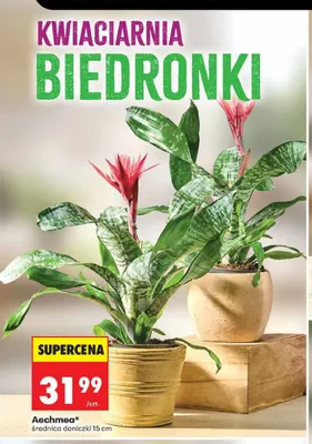 Aechmea promocja w Biedronka