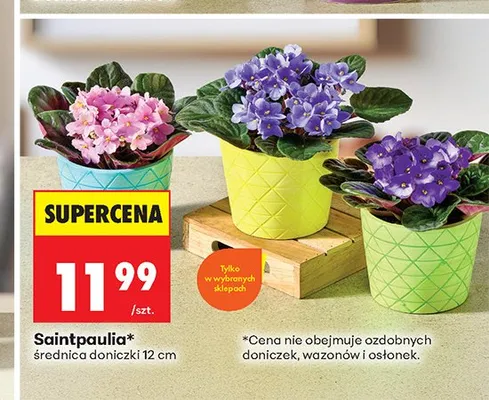Saintpaulia średnica doniczki 12 cm promocja w Biedronka