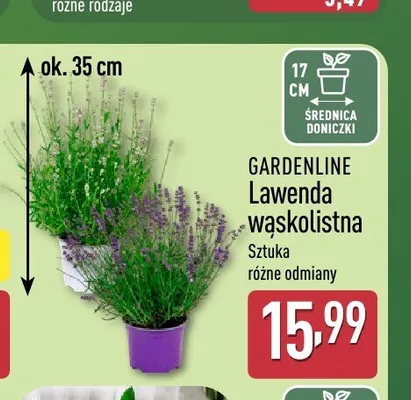 Lawenda wąskolistna Gardenline promocja w Aldi