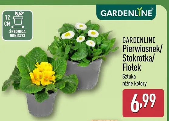 Stokrotka różne kolory promocja w Aldi