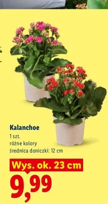 Kalanchoe promocja w Lidl