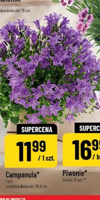 Campanula promocja w POLOmarket