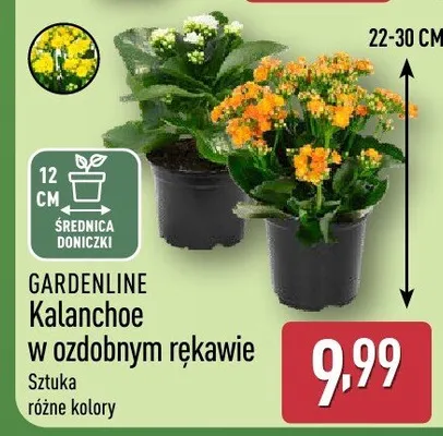 Kalanchoe w ozdobnym rękawie promocja w Aldi