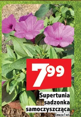 Supertunia sadzonka samoczyszcząca promocja w TOPAZ