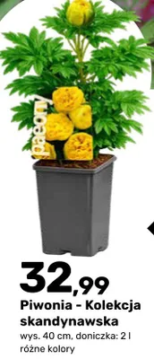 Piwonia - Kolekcja skandynawska promocja w Bricomarche
