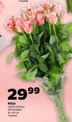 Róża promocja w Netto