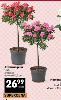 Azalia na pniu średnica doniczki 12,5cm promocja w Delikatesy Centrum