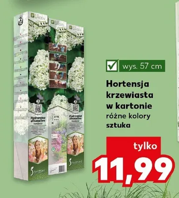 Hortensja krzewiasta w kartonie promocja w Kaufland