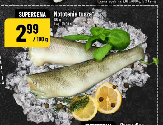 Nototenia tusza promocja w POLOmarket