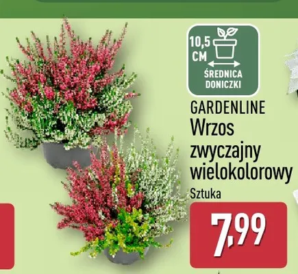 Wrzos zwyczajny wielokolorowy Gardenline promocja w Aldi