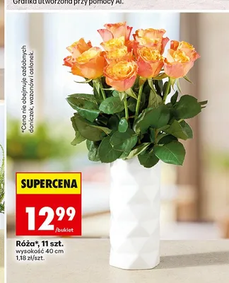 Róża promocja w Biedronka