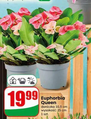 Euphorbia Queen promocja w Dino