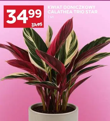 Kwiat doniczkowy Calathea Trio Star promocja w Stokrotka