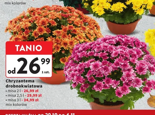 Chryzantema drobnokwiatowa misa 2 l promocja w Intermarche