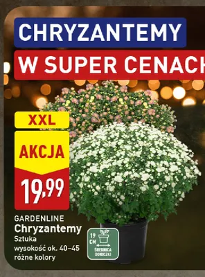 Chryzantemy Gardenline Xxl promocja w Aldi